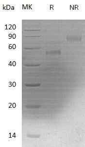 Mouse F10 (His tag) recombinant protein