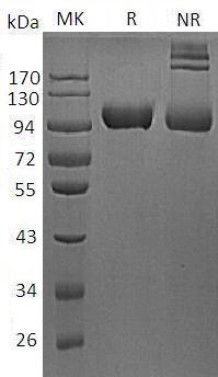 Mouse Mmp9/Clg4b recombinant protein
