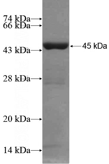 Recombinant Human CUX1 SDS-PAGE