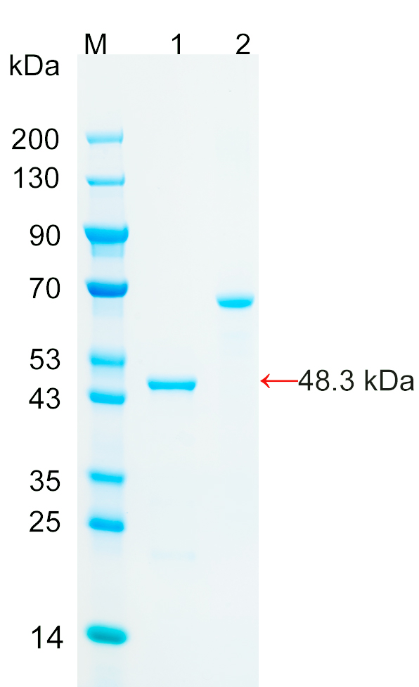 Recombinant FGD5 protein (His tag)