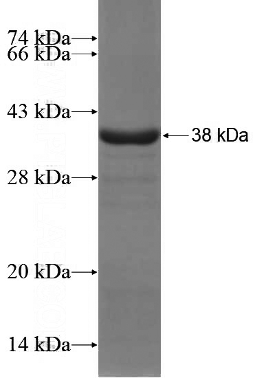 Recombinant Human SIX1 SDS-PAGE