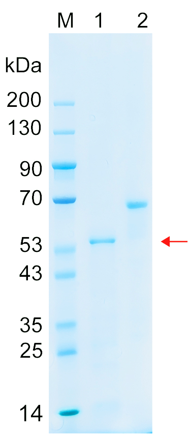 Recombinant BTK protein (His tag) SDS-PAGE
