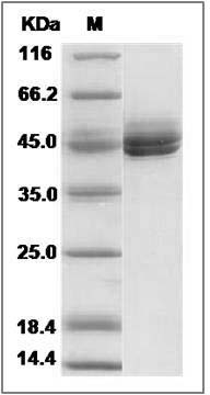 Mouse IL12B / IL-12B Protein SDS-PAGE