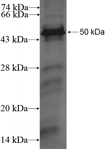 Recombinant Human GFI1 SDS-PAGE