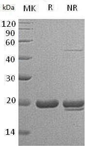 Mouse Shh/Hhg1 recombinant protein