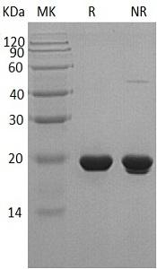 Human SHH recombinant protein