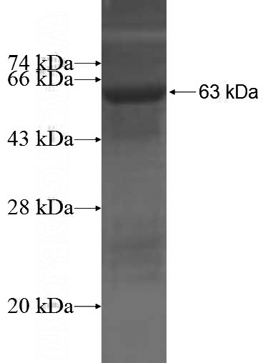 Recombinant Human WWP1 SDS-PAGE
