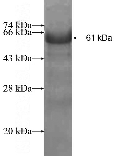 Recombinant Human USP48 SDS-PAGE