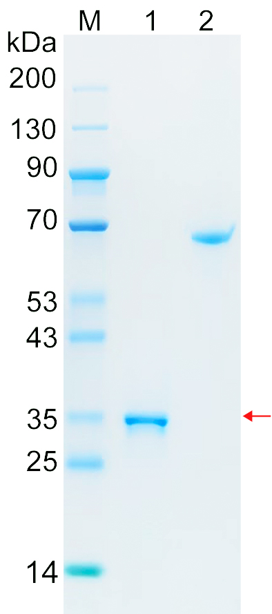 Recombinant IRS4 protein (His tag) SDS-PAGE