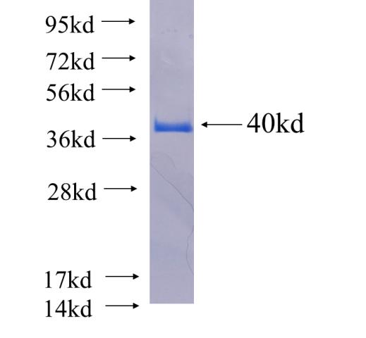 Recombinant Arabidopsis thaliana RbcX2 SDS-PAGE