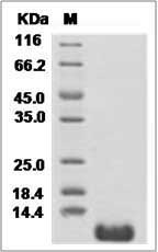 Rat NAP-2 / PPBP / CXCL7 Protein (His Tag)
