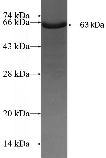 Recombinant Human USF2 SDS-PAGE