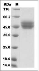 Mouse CD63 / Tspan-30 / Tetraspanin-30 Protein (Fc Tag)