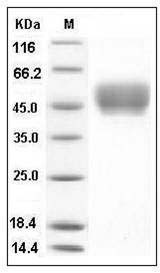 Mouse CD64 / FCGR1 Protein (His Tag) SDS-PAGE