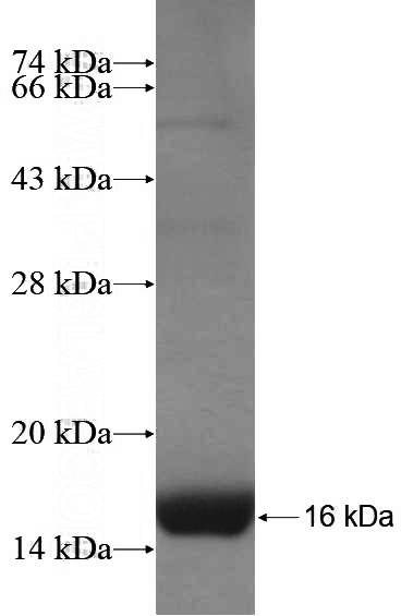 Recombinant Human SLC22A14 SDS-PAGE