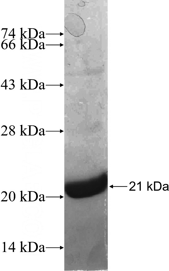 Recombinant Human ERG SDS-PAGE