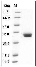 Mouse MCPT1 Protein (His Tag) SDS-PAGE