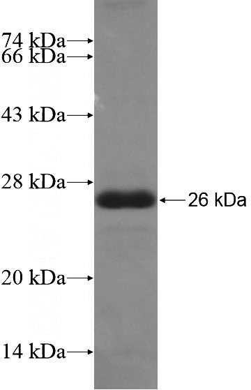 Recombinant Human APC SDS-PAGE