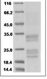 Human BTN3A1 / CD277 Protein 14489