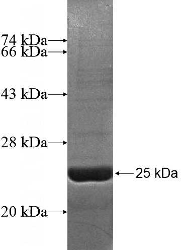 Recombinant Human C14orf143 SDS-PAGE