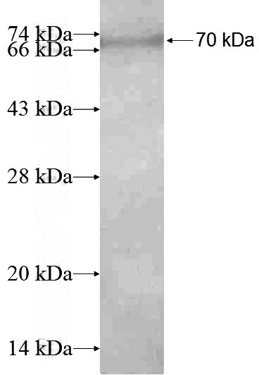 Recombinant Human G3BP2 SDS-PAGE