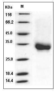 Human CD32a / FCGR2A Protein (167 His, His & AVI Tag), Biotinylated SDS-PAGE