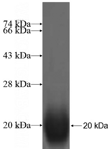 Recombinant Human NDUFS6 SDS-PAGE