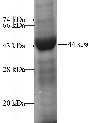 Recombinant Human MPP1 SDS-PAGE