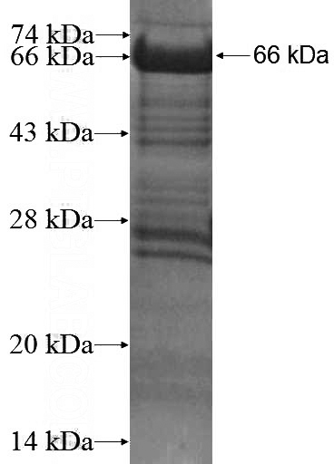 Recombinant Human RFFL SDS-PAGE