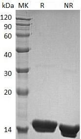 Mouse Il22/Il22a/Iltif/Iltifa recombinant protein