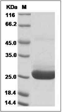 Human IL5 / Interleukin 5 Protein SDS-PAGE