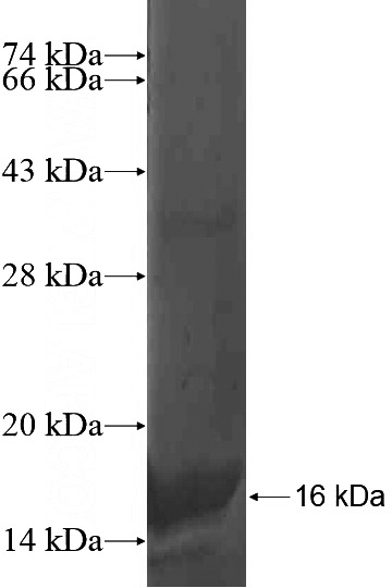 Recombinant Human TCEAL7 SDS-PAGE