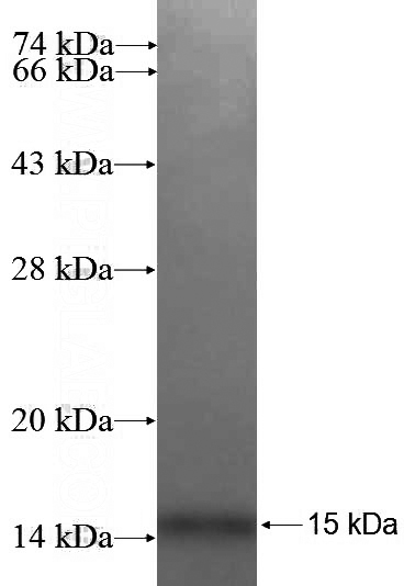 Recombinant Human POLN SDS-PAGE