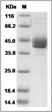 Rat CD59 / CD59A / MAC-IP Protein (Fc Tag) SDS-PAGE