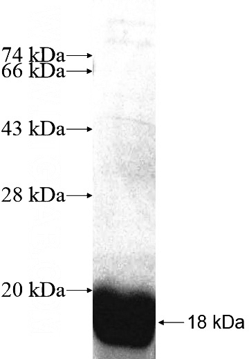 Recombinant Human CRYZL1 SDS-PAGE