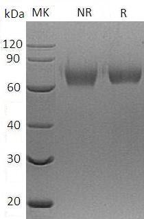 Mouse Ly9 (His tag) recombinant protein