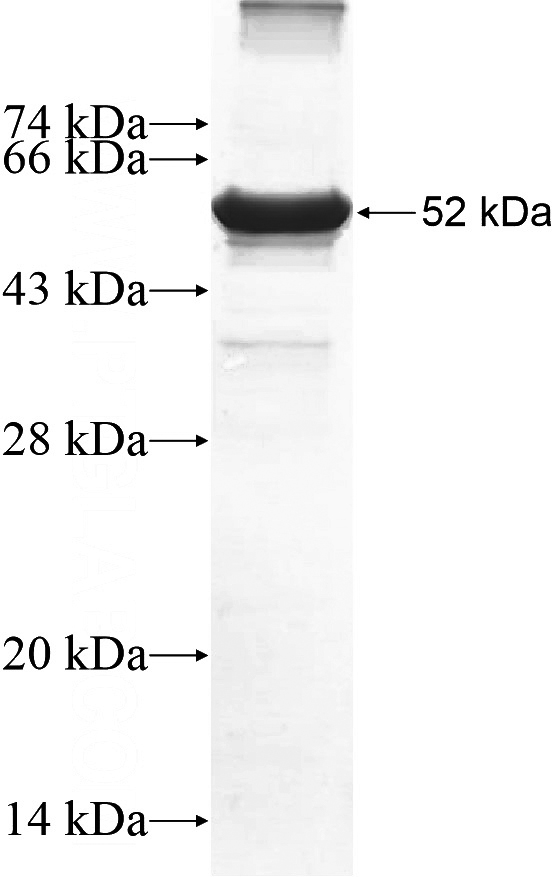 Recombinant Human TDG SDS-PAGE