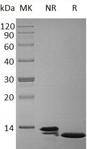 Human CCL11/SCYA11 recombinant protein