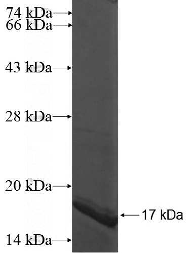 Recombinant Human ZNF251 SDS-PAGE