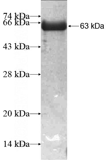 Recombinant Human CUX1 SDS-PAGE