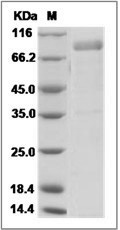 Mouse CD1D / R3G1 Protein (His & Fc Tag)