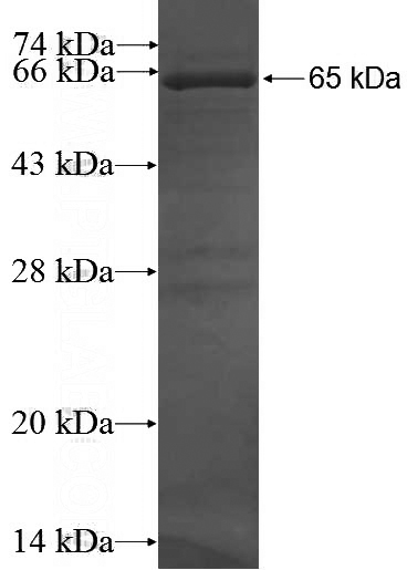 Recombinant Human SELENBP1 SDS-PAGE