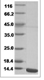 West Nile Virus (WNV) (lineage 2, strain Nea Santa-Greece-2010) E / Envelope Protein (Domain III, His Tag)
