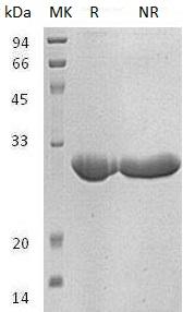 Human NOL3/ARC/NOP (His tag) recombinant protein