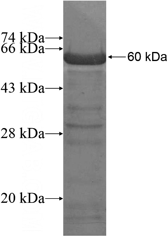 Recombinant Human POLD3 SDS-PAGE