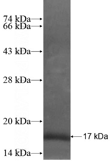 Recombinant Human NDUFA2 SDS-PAGE