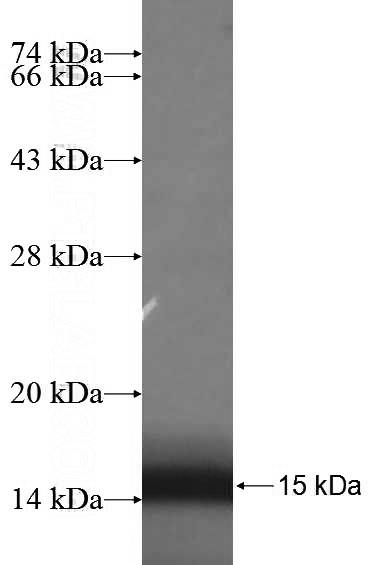 Recombinant Human Myogenin SDS-PAGE