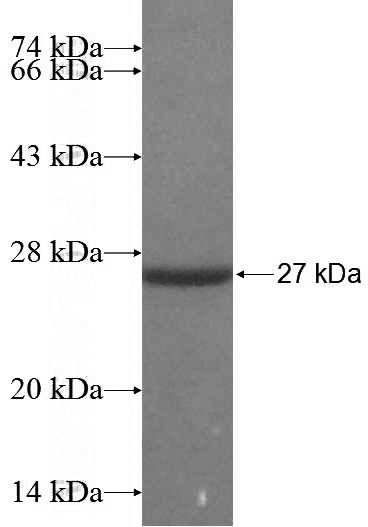 Recombinant Human Occludin SDS-PAGE
