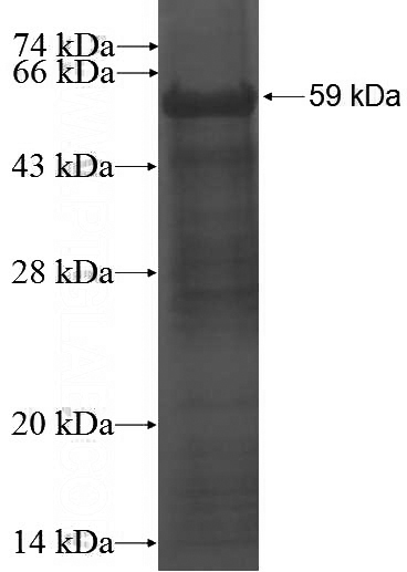 Recombinant Human CLK2 SDS-PAGE