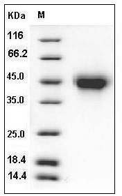 Mouse TNFR2 / CD120b / TNFRSF1B Protein (His Tag) SDS-PAGE